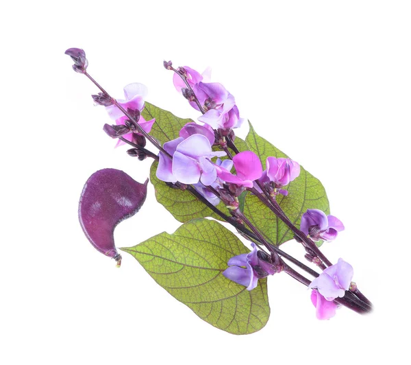 Virágok Lila Jácint Bean Lablab Purpureus Izolált Fehér Alapon — Stock Fotó