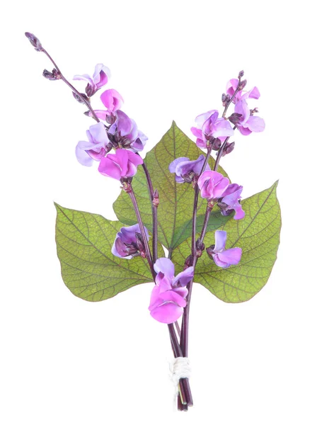 Blüten Der Lila Hyazinthenbohne Lablab Purpureus Auf Einem Isolierten Weißen — Stockfoto