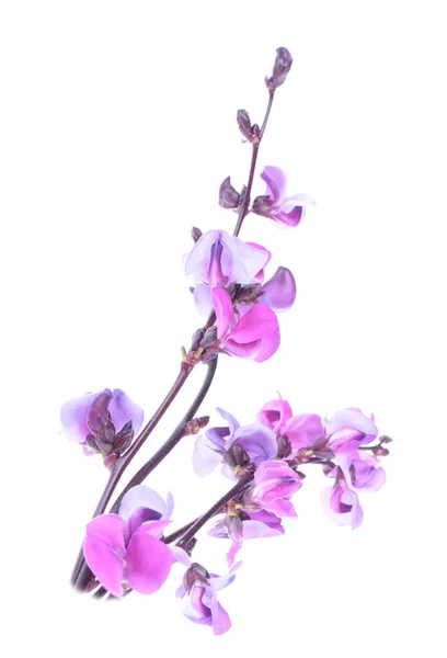 Bloemen Van Purple Hyacint Bean Lablab Purpureus Een Geïsoleerde Witte — Stockfoto