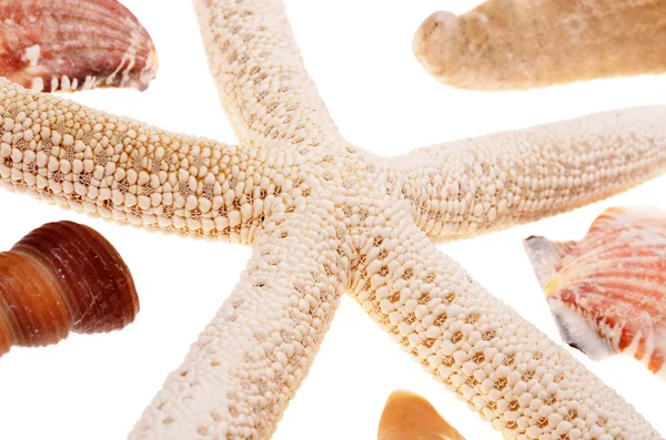 Conchas conchas marinas — Foto de Stock