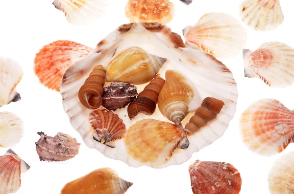 Shells seashells — Stock Photo, Image