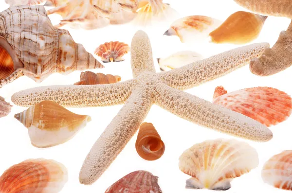 Conchas conchas marinas — Foto de Stock