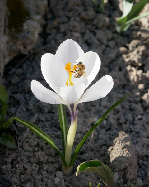 Pergaminos Blancos Con Una Flor Abeja Día Soleado Primavera Aire —  Fotos de Stock