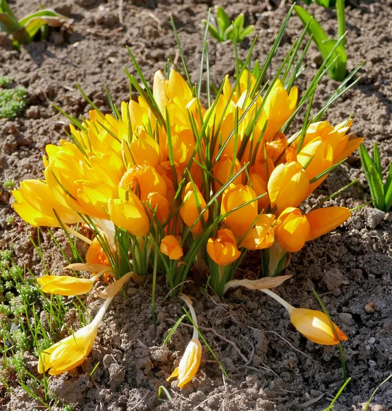 Gelbe Krokusse Blühen Einem Sonnigen Frühlingstag Freien — Stockfoto