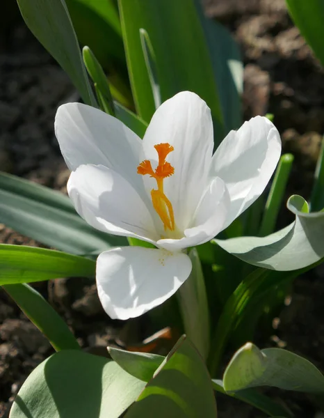 Białe Krokusy Kwitną Słoneczny Wiosenny Dzień Świeżym Powietrzu — Zdjęcie stockowe
