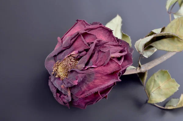 Rosa Seca Sobre Fondo Oscuro Hermosa Naturaleza Muerta Vintage Natural —  Fotos de Stock