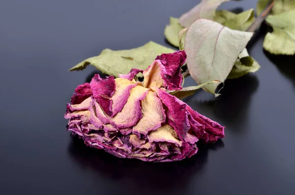 Dried Rose Dark Background Beautiful Natural Vintage Still Life — Stock Photo, Image