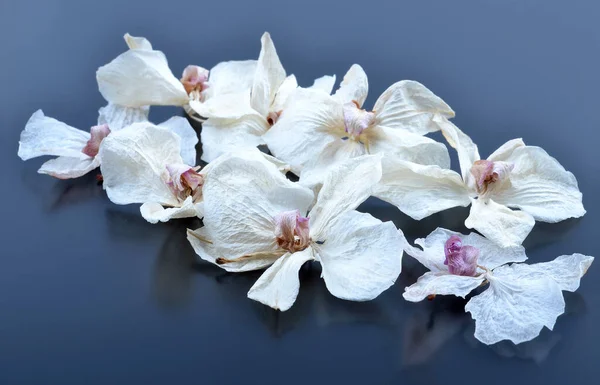 Flores Secas Orquídea Colocadas Abstractamente Sobre Fondo Azul Papel Pintado —  Fotos de Stock