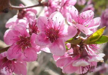 Güzel pembe şeftali çiçekleri bahçede kapanıyor.