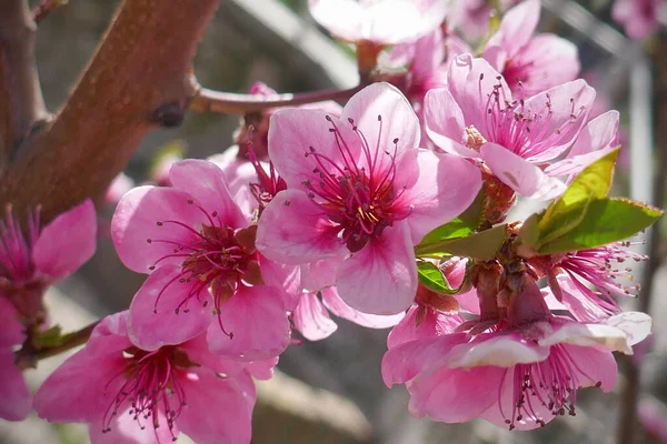 Розовые Персиковые Цветки Саду — стоковое фото