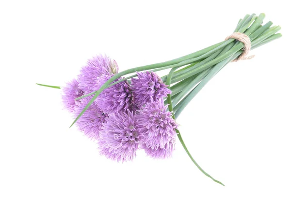 Boeket Wilde Uien Allium Schoenoprasum Een Geïsoleerde Witte Achtergrond Concept — Stockfoto