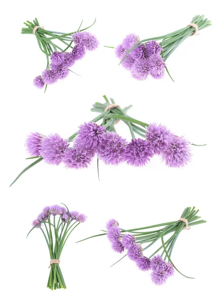 Strauß Wilder Zwiebeln Allium Schoenoprasum Auf Einem Isolierten Weißen Hintergrund — Stockfoto
