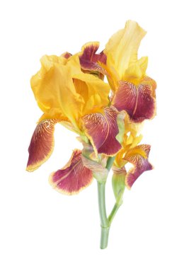 Beyaz arkaplanda izole edilmiş renkli iris çiçeği