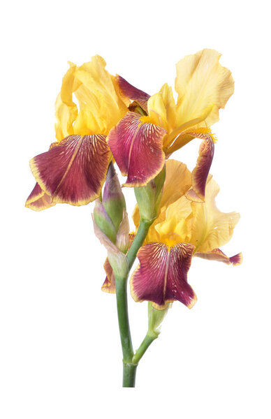 Flower of colored iris isolated on a white background