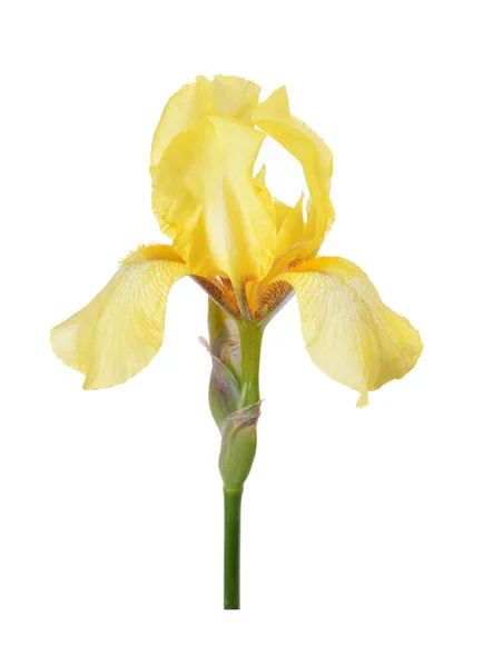 Yellom Iris Bloem Geïsoleerd Witte Achtergrond — Stockfoto