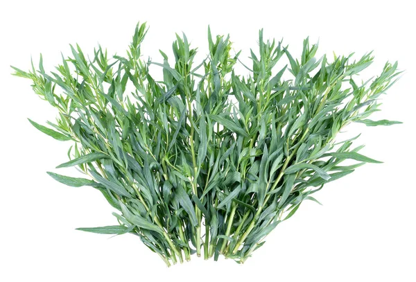 Куча Зеленого Эстрагона Artemisia Dracunculus Изолированном Белом Фоне — стоковое фото