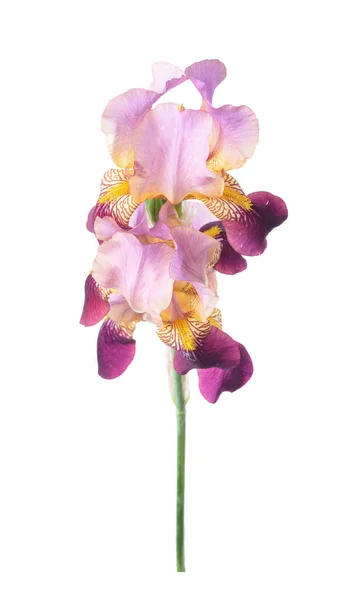 Blume Der Farbigen Iris Isoliert Auf Weißem Hintergrund — Stockfoto