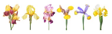 Beyaz arkaplanda izole edilmiş renkli iris çiçeği
