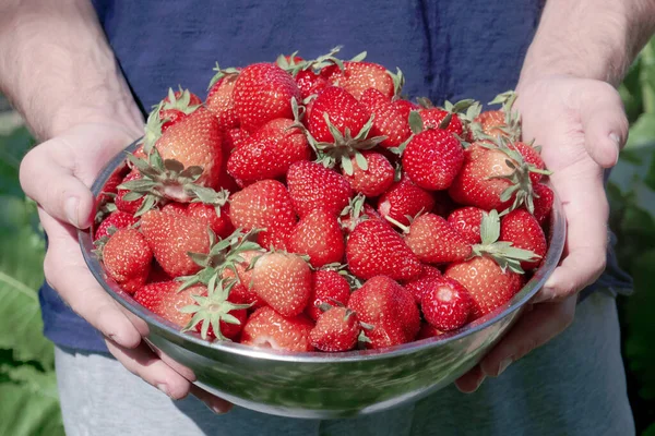 Eine Schale Voll Frisch Gepflückter Erdbeeren Den Händen Eines Mannes — Stockfoto