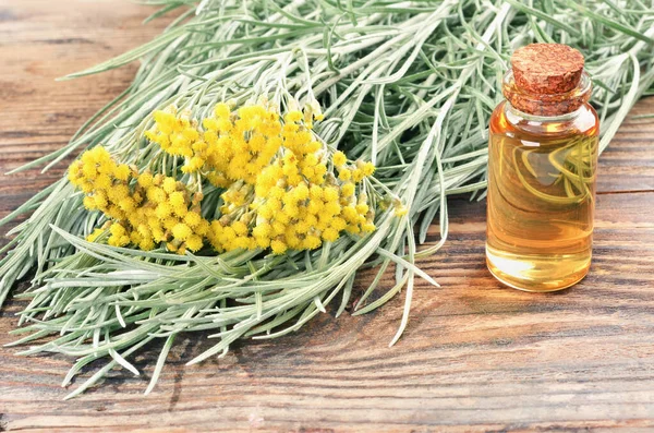 Boeket Van Verse Bloeiende Plant Helichrysum Italicum Fles Etherische Olie — Stockfoto