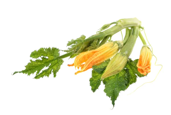 Zucchini Bloemen Frisse Groene Courgettes Geïsoleerde Witte Achtergrond — Stockfoto