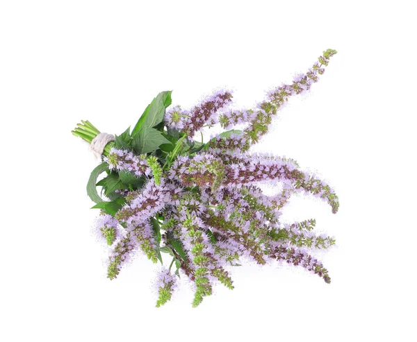 Közönséges Menta Mentha Spicata Virágok Virágzásának Közelsége Izolált Fehér Alapon — Stock Fotó