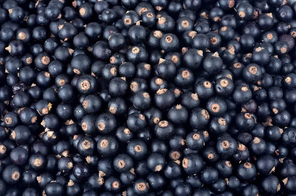 Ribes Nigrum Fresh Ripe Blackcurrant Berries Close Background — Stock Photo, Image