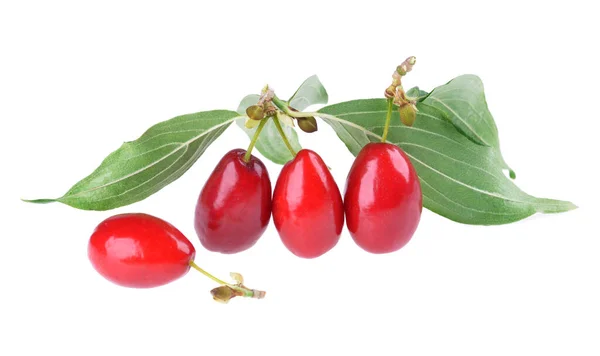 Bunch Fresh Ripe Cornus Mas Dogwood Fruits Green Leaves Isolated — Fotografie, imagine de stoc