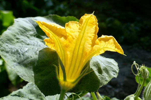 Close Bright Yellow Blooming Pumpkin Flower Details Large Green Leaves — Stock fotografie