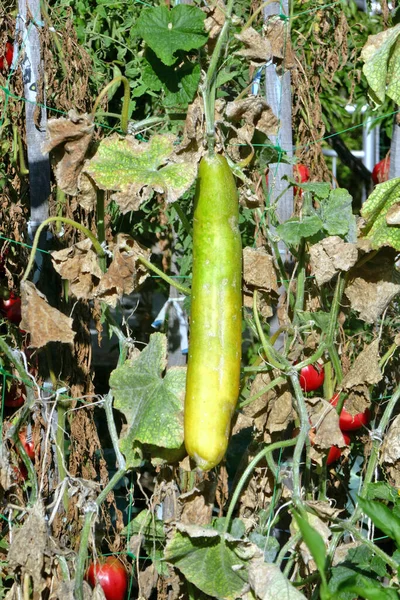 Overripe Cucumber Seed Garden — Stock Fotó