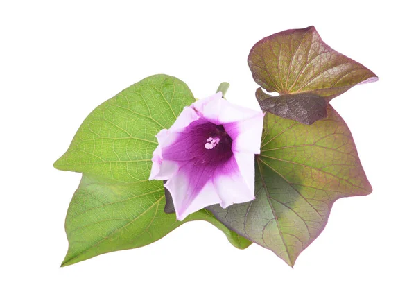 Ipomoea Batatas 的紫色花和叶子 独立的白色背景 — 图库照片