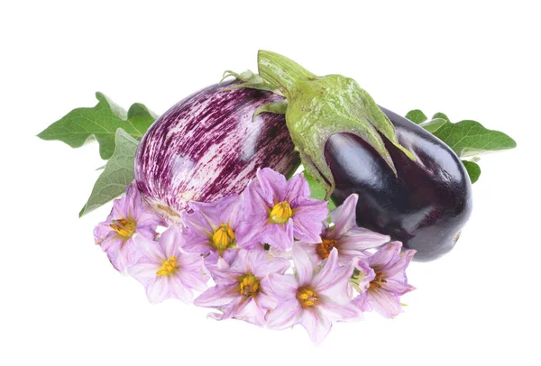 Aubergine Solanum Melongena Ganz Mit Blättern Und Blüten Auf Weißem — Stockfoto