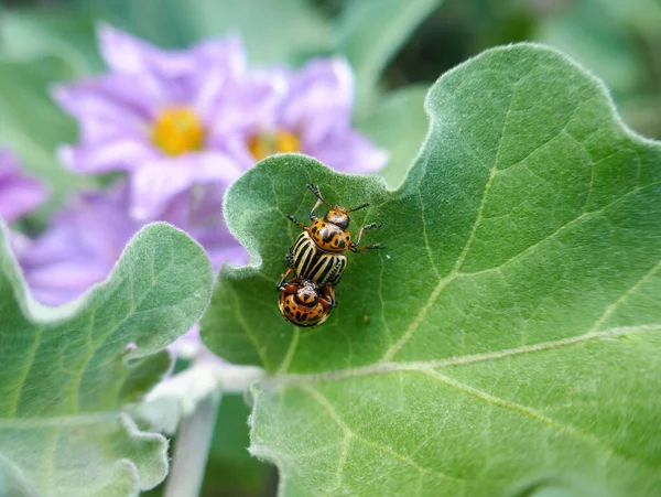 茄子叶上的科罗拉多马铃薯甲虫Leptinotarsa Decemlineata — 图库照片