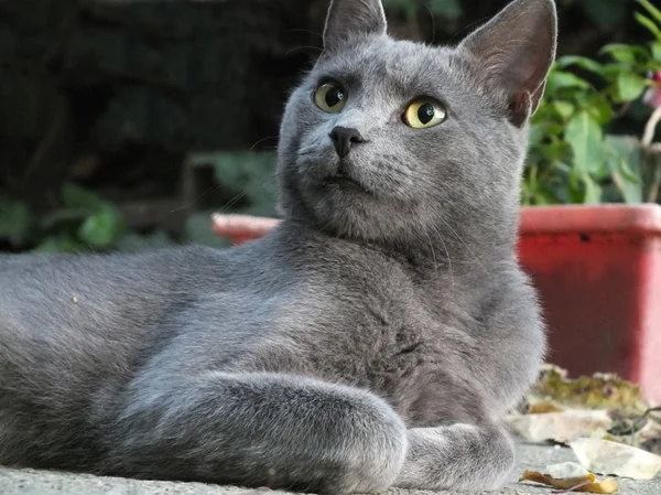 Russian Blue cat — Stock Photo, Image