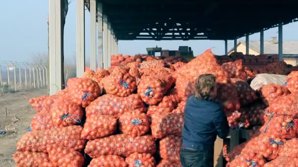 Cebola em stock — Vídeo de Stock