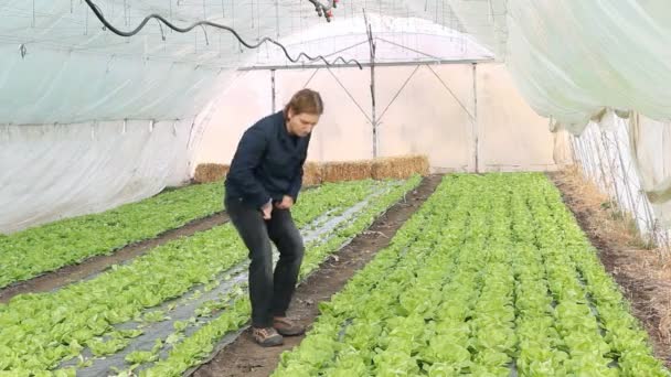 Збір зелений салат — стокове відео