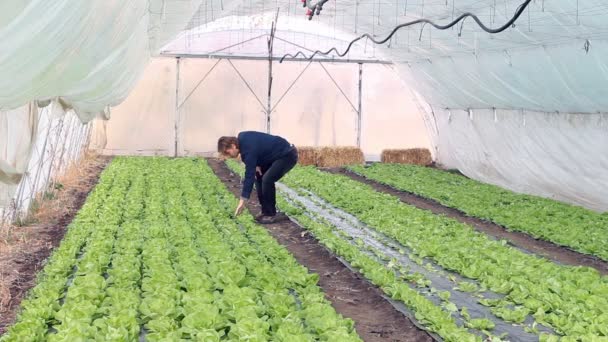 Lettuce in the greenhouse — Stock Video