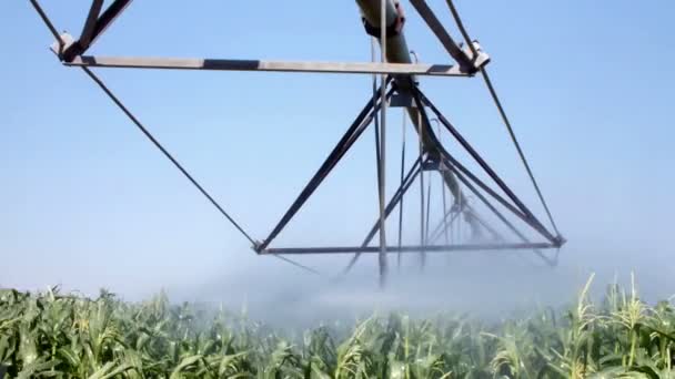Irrigation of corn field — Stock Video