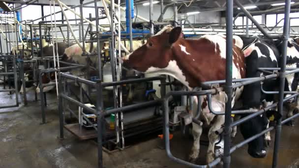 Vacas lecheras — Vídeos de Stock