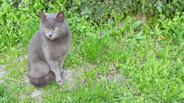 Chat adorable 