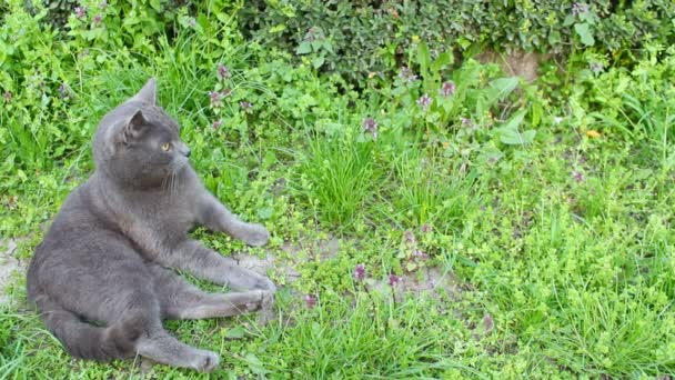 Tomcat en el jardín — Vídeo de stock