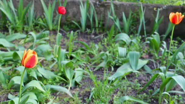 Весна в саду тюльпанов — стоковое видео