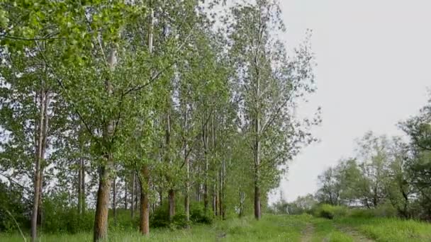 Forêt de peupliers — Video