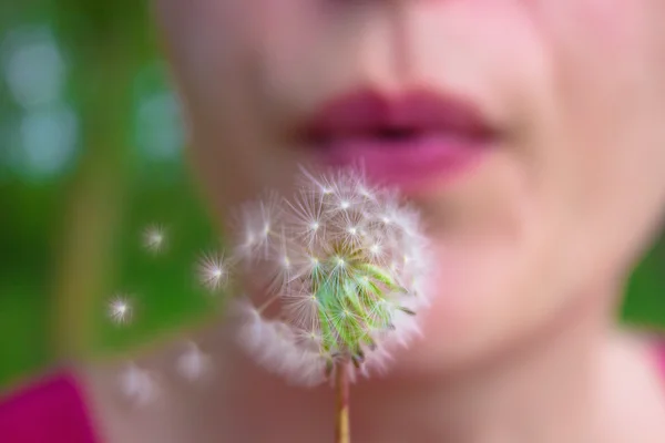 Dandelion — Stock Photo, Image