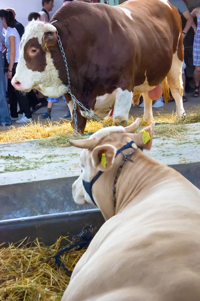Vaca y un toro — Foto de Stock