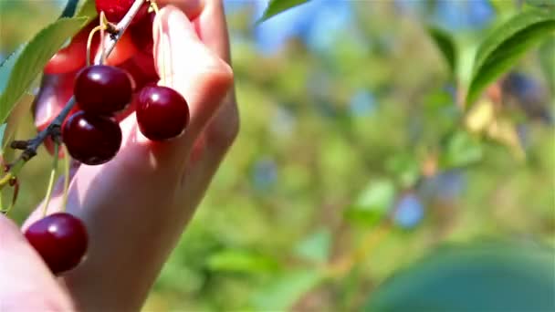 Colheita de cerejas maduras — Vídeo de Stock