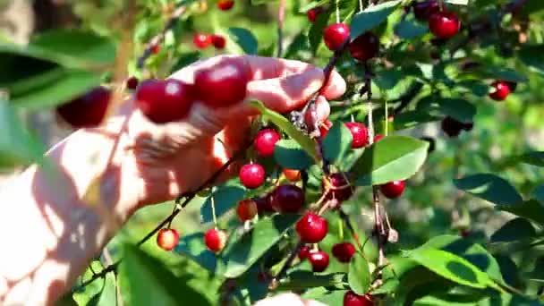 Pomar de cereja — Vídeo de Stock