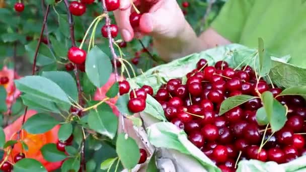 Basket full of cherries — Stock Video