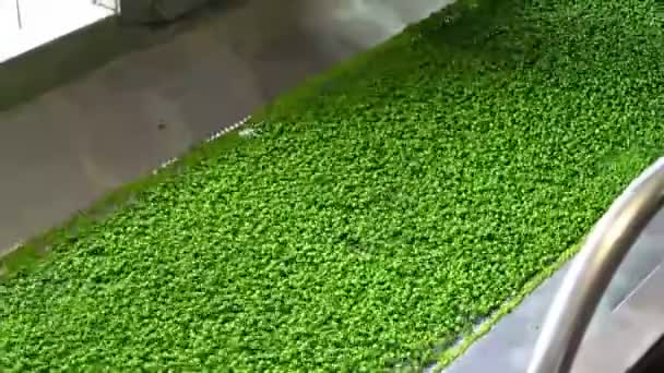 生産のエンドウ豆 — ストック動画