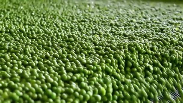 Green peas — Stock Video